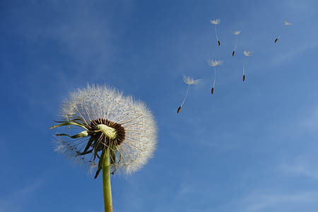 White Dandelion Under Blue Sky and White Cloud thumbnail
