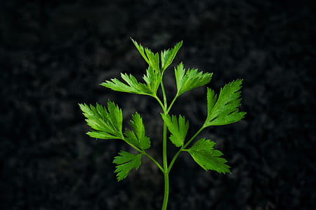 green parsley thumbnail
