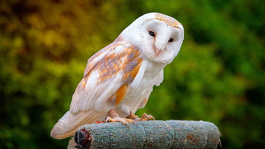 barn owl thumbnail