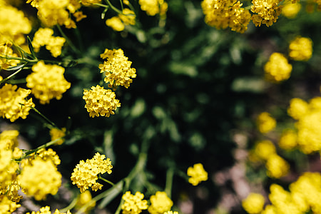 Small yellow flowers thumbnail
