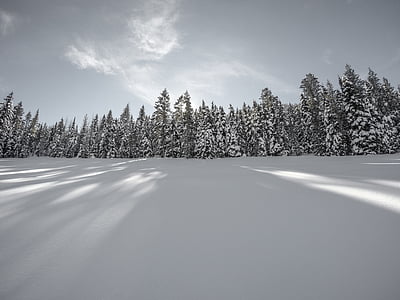 grayscale photography of forest covered by snow thumbnail