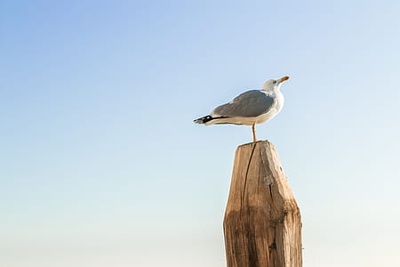 Seagull standing on wood with clear blue sky in the background thumbnail