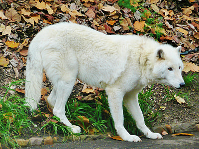 white Czechoslovakian wolfdog standing near dried leaves during daytime thumbnail