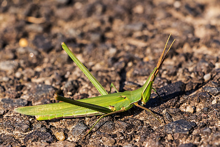 Mantis, Helmeted Locust thumbnail