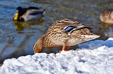 brown and beige duck on snowfield thumbnail