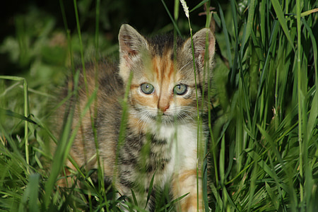 tabby kitten walking on grass thumbnail