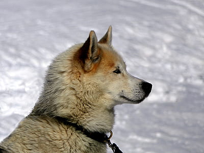 short-coated brown dog looking to the right thumbnail