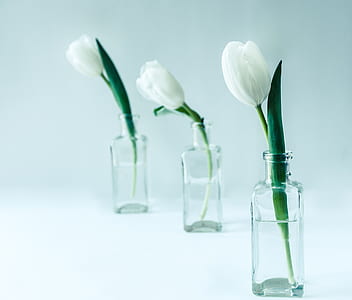 three white tulip flowers in clear glass bottles thumbnail
