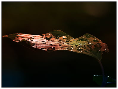 time lapse photography of droplets on brown leaf thumbnail