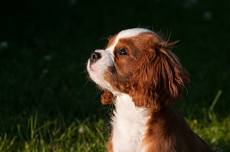 tan and white Cavalier King Charles spaniel puppy thumbnail