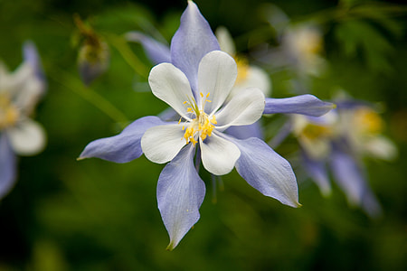 closed up photo of white 5-petaled flowers thumbnail