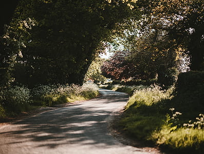 winding road between trees thumbnail