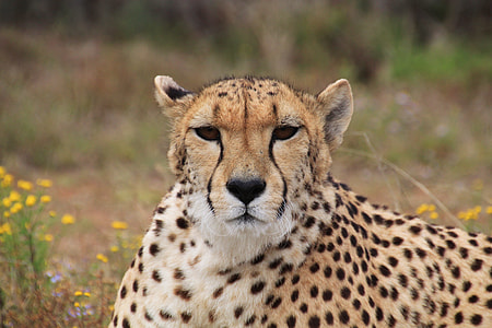 brown and white Cheetah thumbnail