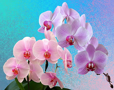 pink orchids thumbnail