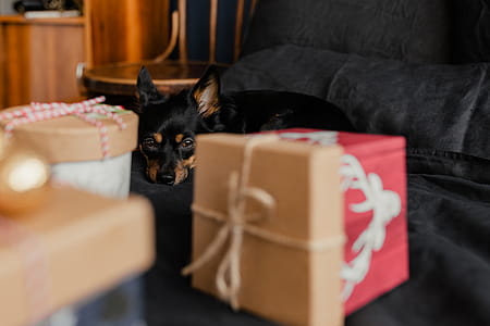 Christmas gifts for a cute little dog thumbnail