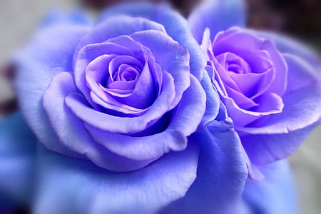 blue roses thumbnail