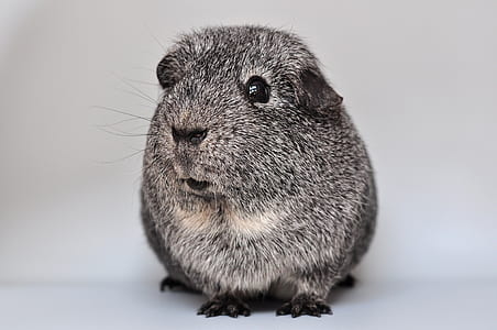 closeup photo of gray hamster thumbnail
