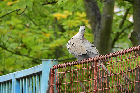 Streptopelia Decaocto, Dove thumbnail