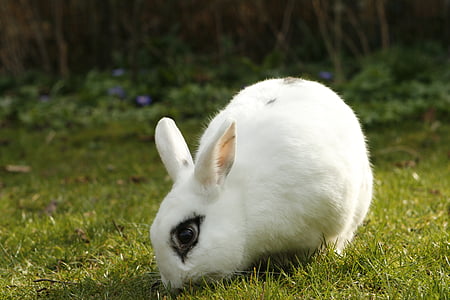 white rabbit thumbnail