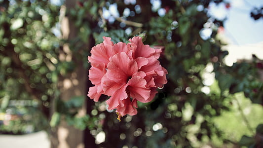 selective focus photography of pink rose mallows flower thumbnail