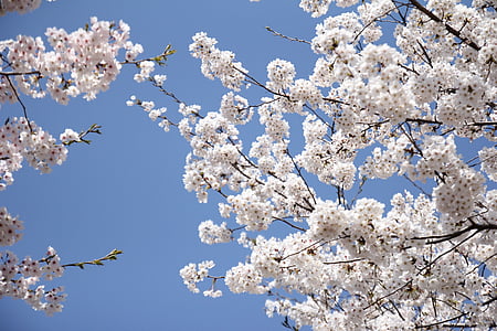 white leafed trees thumbnail