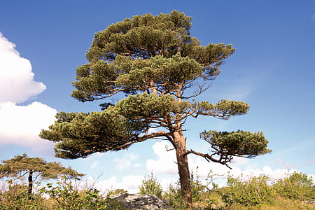green tree under white clouds at daytime thumbnail