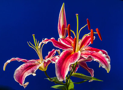 closeup photography of red petal flower thumbnail