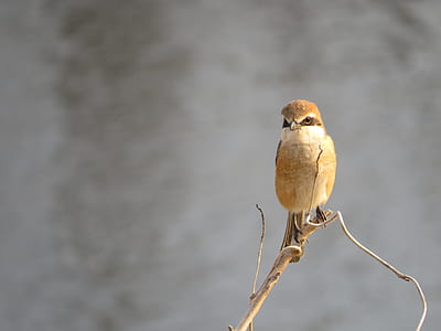 brown bird hanging on tree thumbnail