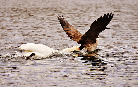 brown bird on body of water thumbnail