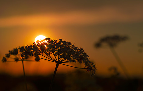 silhouette of dandelion thumbnail
