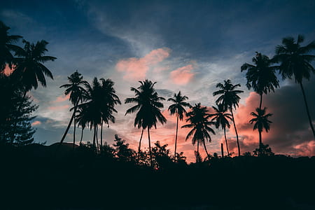 silhouette photography of coconut tree field thumbnail