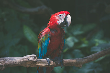red macaw thumbnail