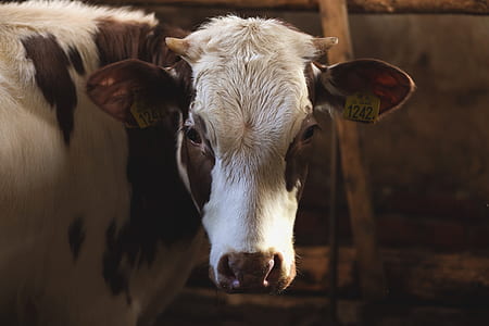 white and brown cattle thumbnail