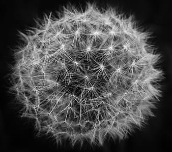 shallow focus photography of white dandelion thumbnail