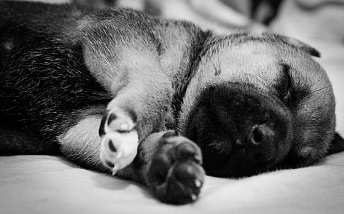 Puppy, Sleeping thumbnail