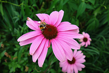 Cone Flower, Purple Cone Flower thumbnail