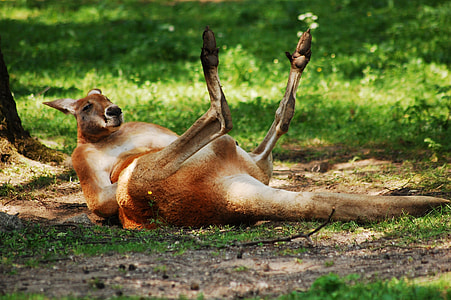 brown kangaroo lying on grass field thumbnail