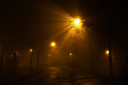 lighted outdoor lamp surrounded by silhouette of tree lot thumbnail