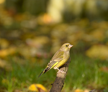 selective focus photo of green and black bird on brown branch thumbnail