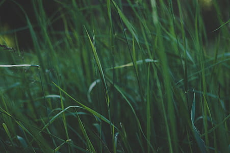 Green Grass thumbnail