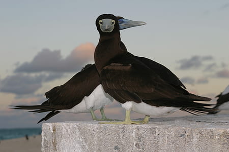two black birds on concrete surface thumbnail