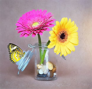 two pink and yellow daisy flowers thumbnail