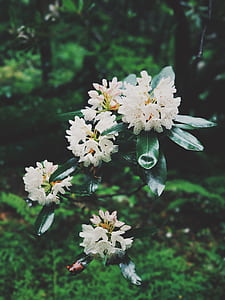 shallow focus photography of white flowers thumbnail
