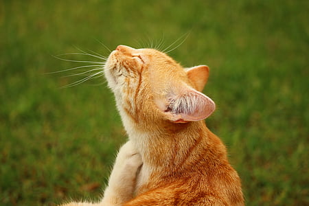 orange tabby cat on green grass thumbnail