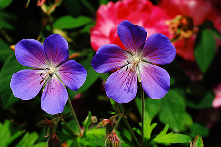 shallow focus photography of purple flowers during daytime thumbnail