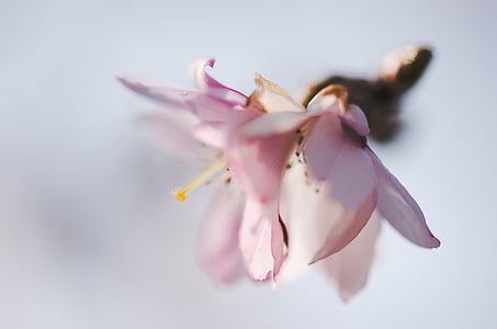 selective focus photo pink cherry blossoms thumbnail