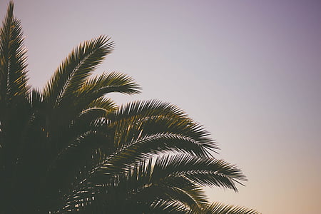 green coconut tree at daytime thumbnail