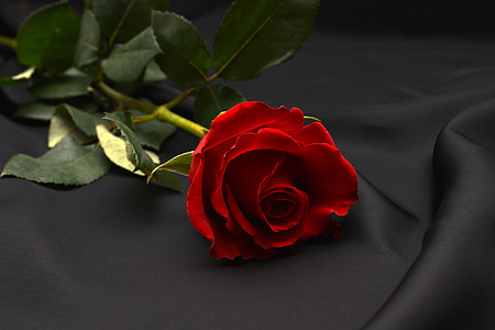 red rose thumbnail