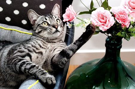 silver tabby cat holding flower meme thumbnail