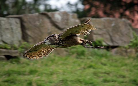 brown bird flying thumbnail